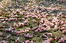 %_tempFileName3353%20THAILAND%20Phimai%