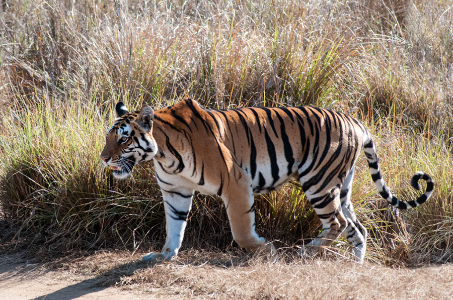 %_tempFileName5021%20Kanha%20Tiger%20Reserve%