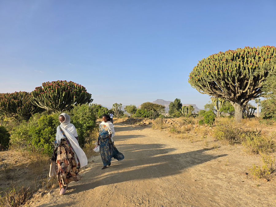 %_tempFileName14%20Tigray%20-%20cactus%20candelabro%