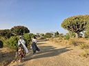 %_tempFileName14%20Tigray%20-%20cactus%20candelabro%