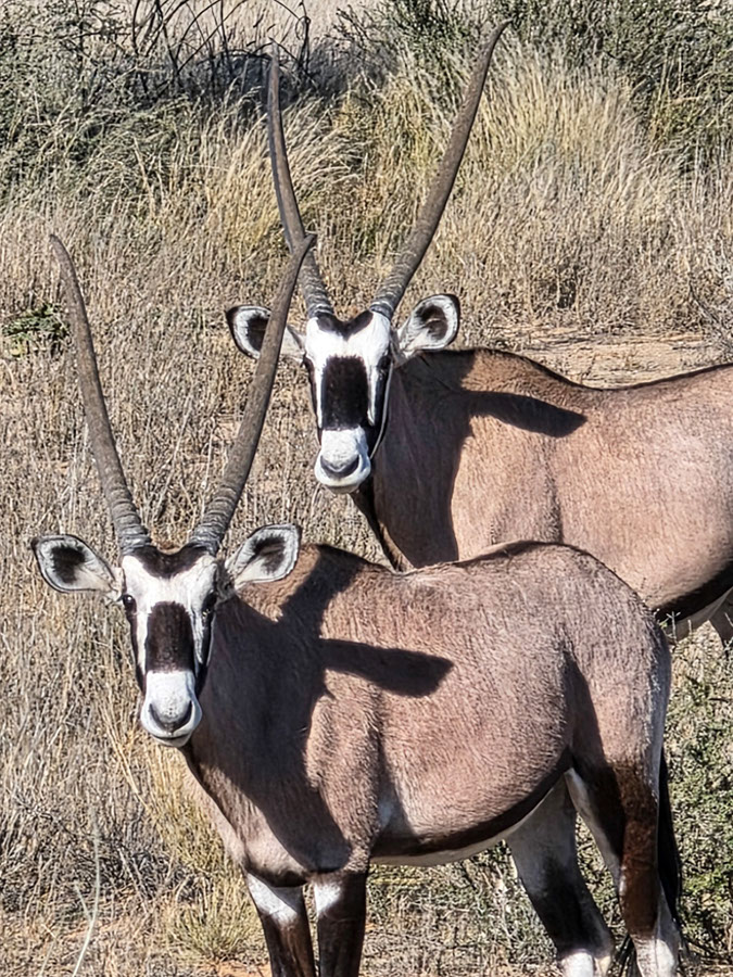 %_tempFileName04%20Kgalagadi%20Transfrontier%20Park,%20orici%