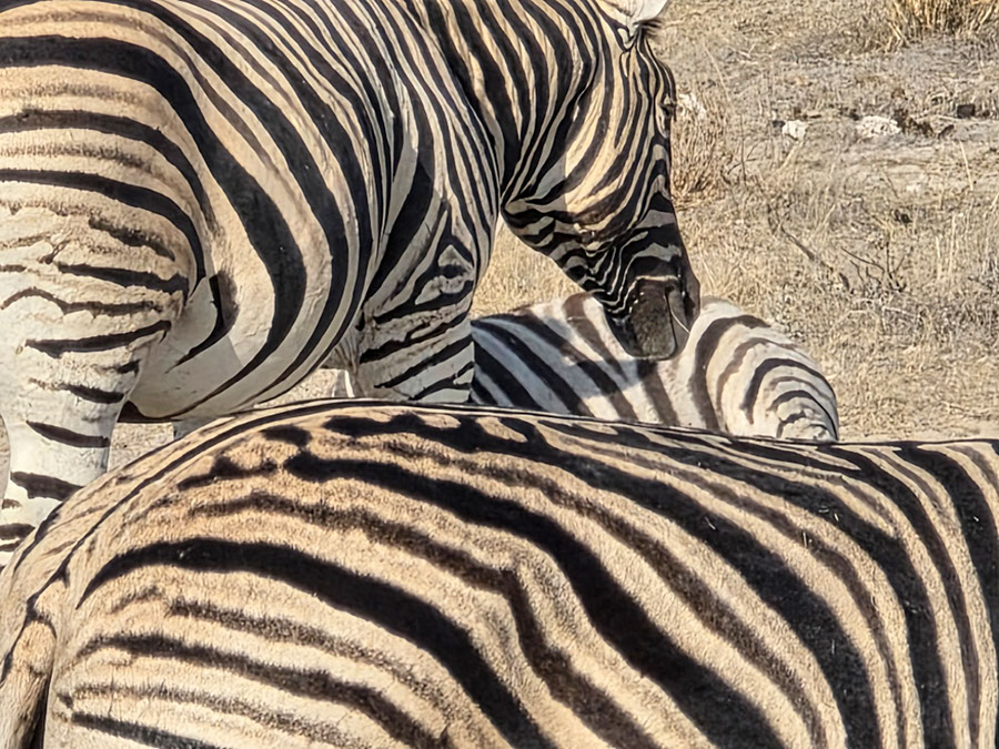 %_tempFileName14%20Etosha%20National%20Park,%20zebre%