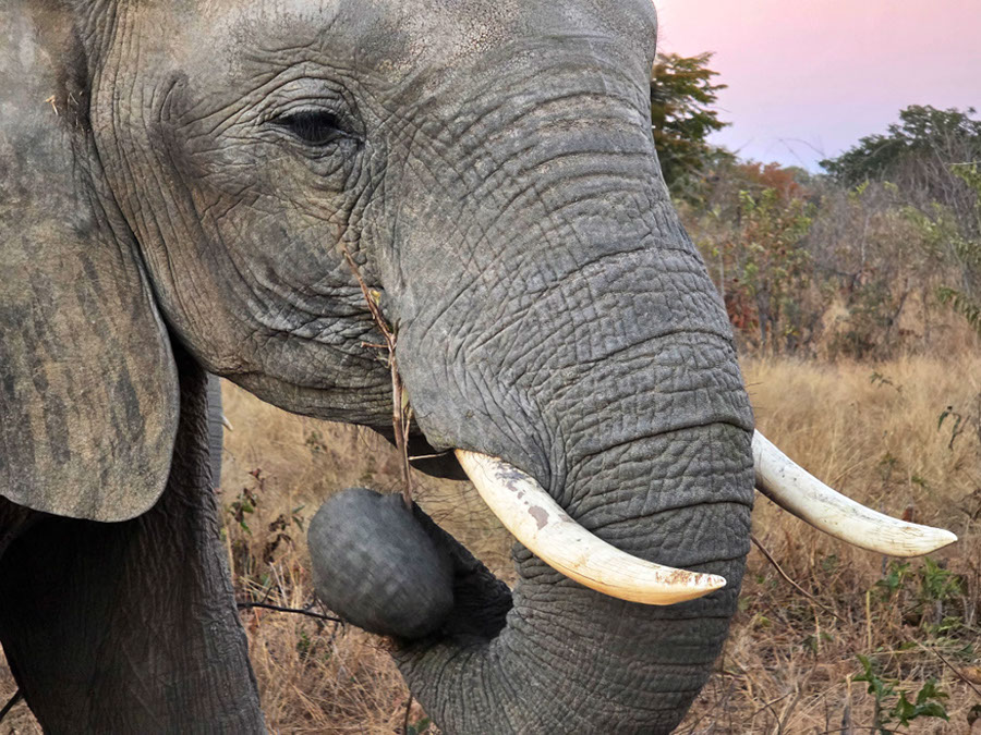 %_tempFileName19%20Chobe%20National%20Park,%20elefante%