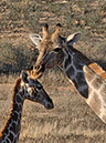 %_tempFileName05%20Kgalagadi%20Transfrontier%20Park,%20giraffe%