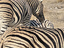 %_tempFileName14%20Etosha%20National%20Park,%20zebre%