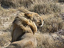 %_tempFileName15%20Etosha%20National%20Park,%20leone%20controvento%