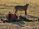%_tempFileName20%20Chobe%20National%20Park,%20pasto%20della%20leonessa%