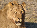 %_tempFileName21%20Chobe%20National%20Park,%20leone%